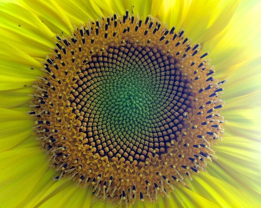 Ecología profunda: reconexión con la naturaleza