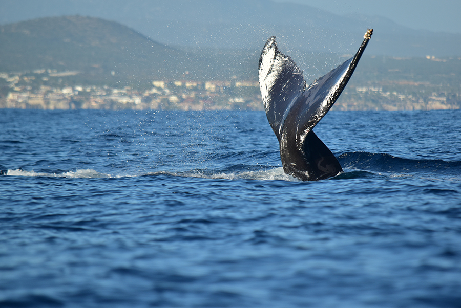 Una historia de ballenas