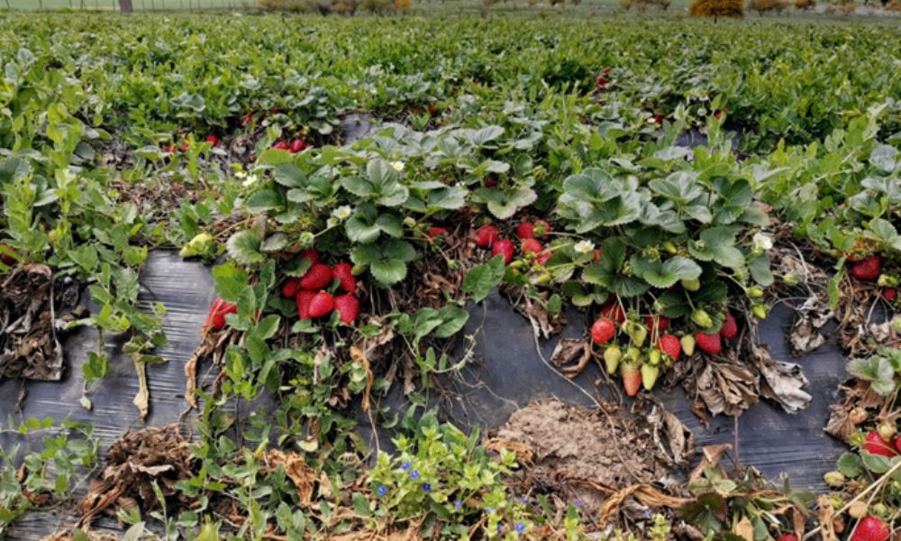 El manejo integrado de plagas (MPI) en la agroecología