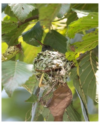 Observación de Aves como Estrategia para la Innovación en el Aprendizaje en Infantes y Jóvenes