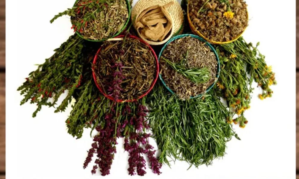 Plantas medicinales: conocimiento y práctica de la herbolaria