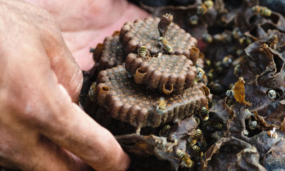 Abejas Meliponini: más allá de la Apis mellifera