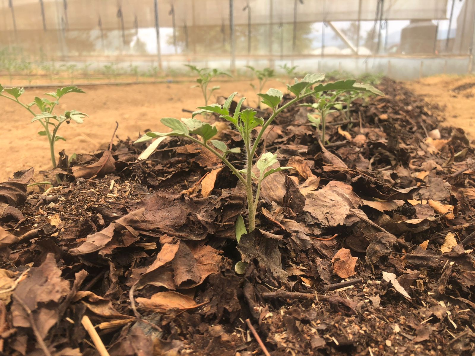 El metabolismo de la finca como base del manejo de sistemas agroecológicos